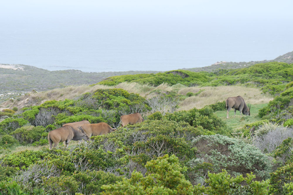 Südafrika 2